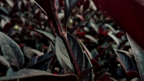 Close-up of red leaves on plant