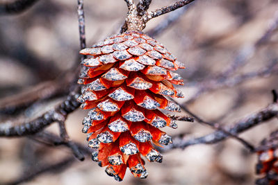 Close-up of pineapple