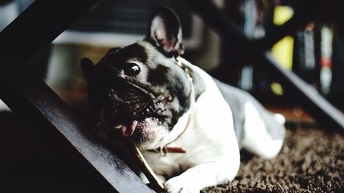 Close-up portrait of a dog