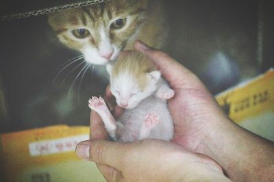 Cropped image of hand holding cat