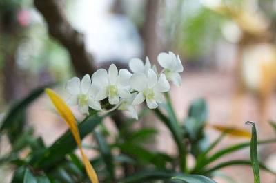 Close-up of white flowering plant