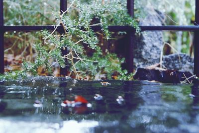 Close-up of water drops on plants