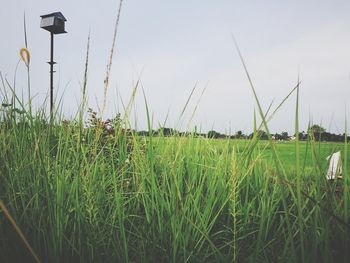 Grass on field against sky