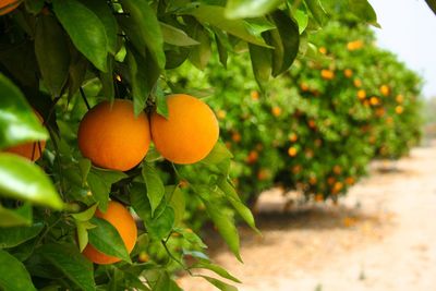 Close-up of orange growing on tree