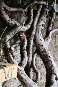 Close-up of lizard