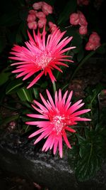 High angle view of red flower blooming outdoors