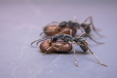 Close-up of insect on table