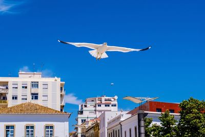 Low angle view of seagull flying against blue sky