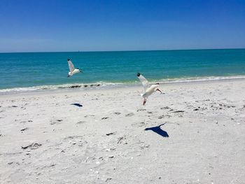 Seagulls flying over beach against clear sky