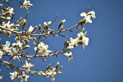 Low angle view of cherry blossoms against clear blue sky