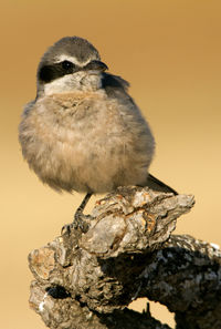 Close-up of bird perching on rock