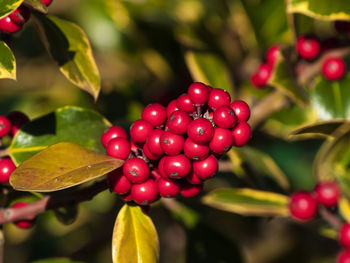 Close-up of cherries in water