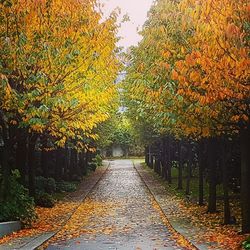Walkway amidst trees in park during autumn
