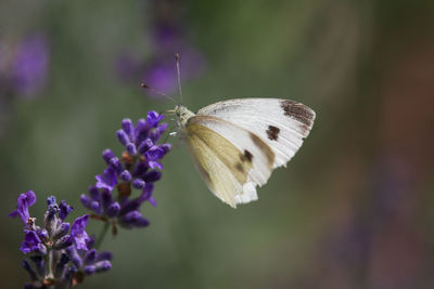 Close-up of butterfly pollinating on purple flower