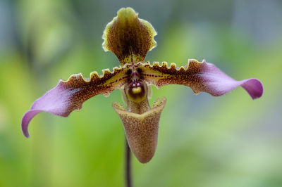 Close-up of wilted plant