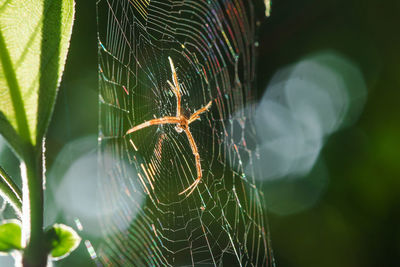 Close-up of spider on web