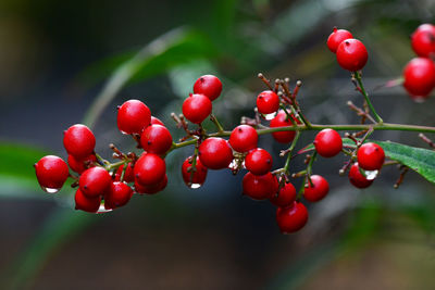 Close-up of red berries growing on tree