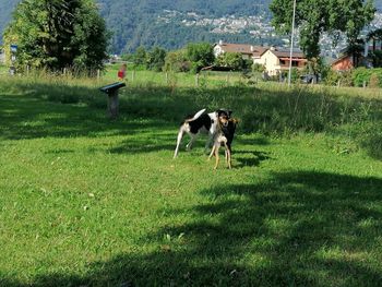 View of dog on field