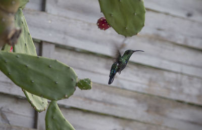 Close-up of bird on leaf