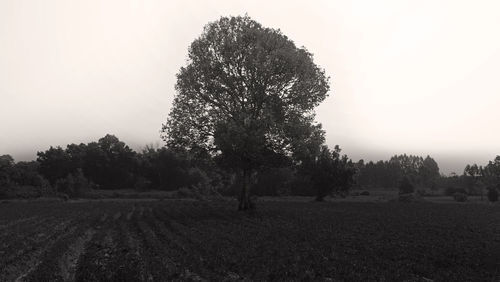 Trees on field against sky