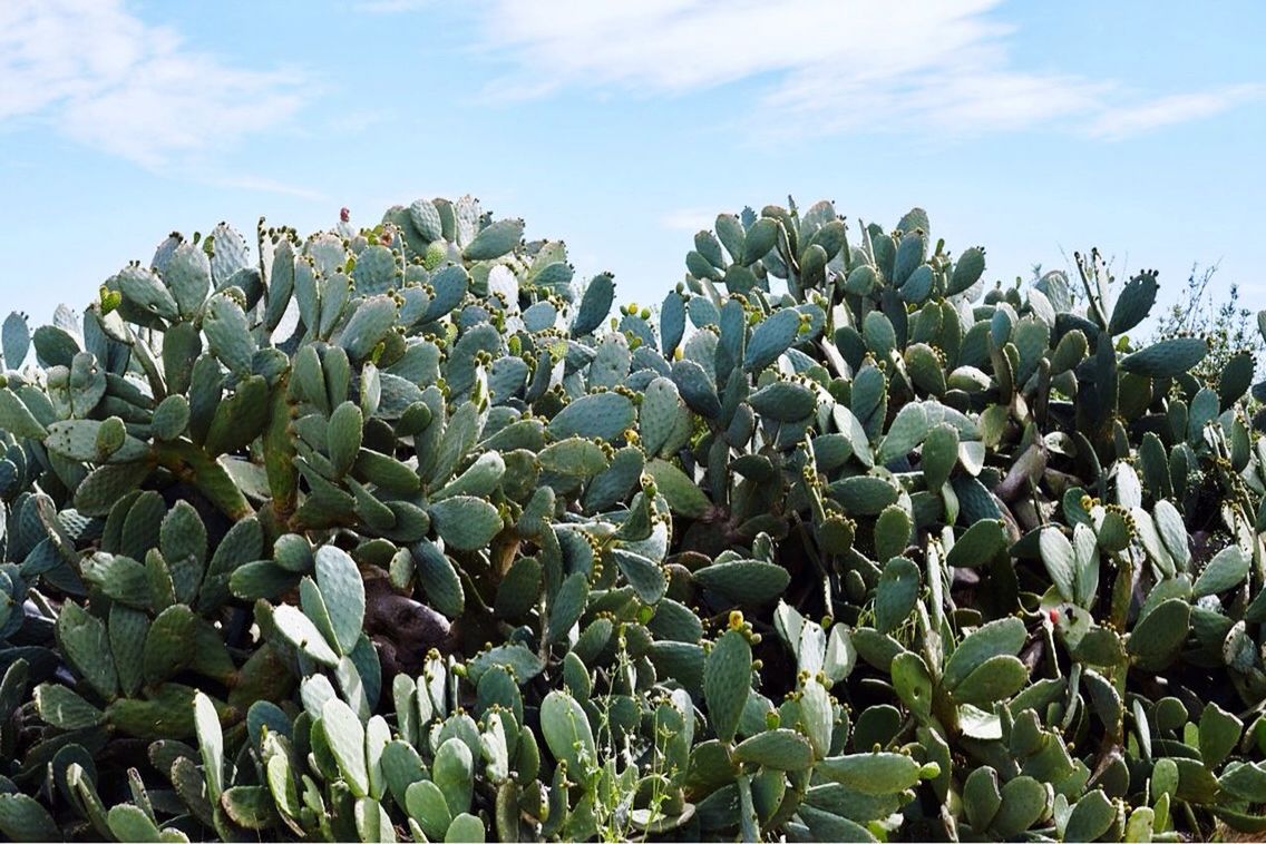 LOW ANGLE VIEW OF FRESH CACTUS PLANTS AGAINST SKY