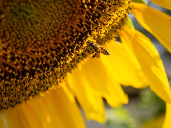 Close-up of yellow insect on sunflower