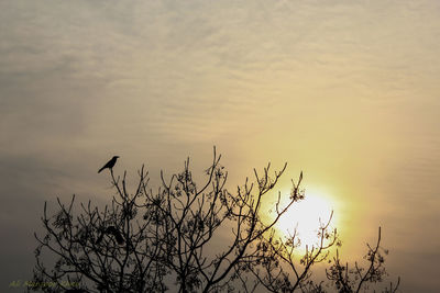 Low angle view of silhouette bare tree against sky at sunset