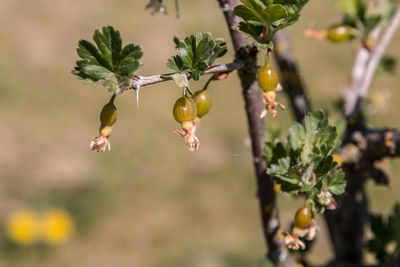 Close-up of red berries on plant