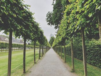 Footpath amidst trees against sky