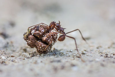 Close-up of ants carrying rock