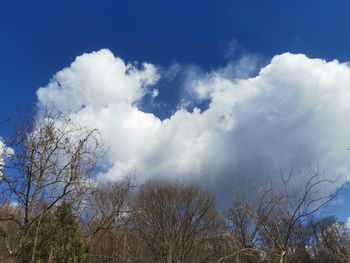 Low angle view of trees against blue sky