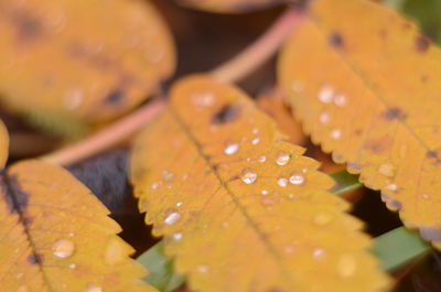 Full frame shot of orange leaves