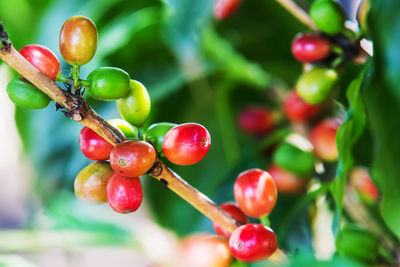 Close-up of red berries growing on tree