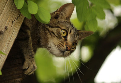 Close-up of a cat