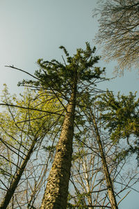 Low angle view of tree against clear sky