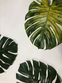 High angle view of potted plant against white wall