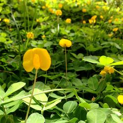 Close-up of yellow flower