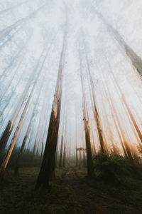 Trees in forest against sky