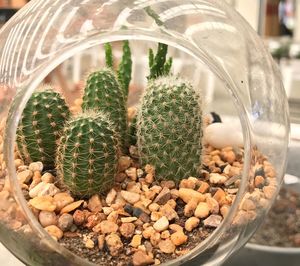 Close-up of cactus growing on potted plant