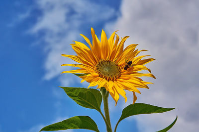 Close-up of sunflower against sky