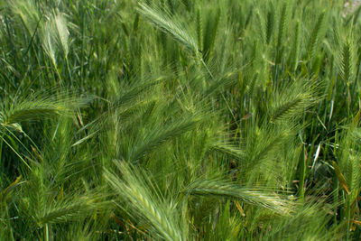 Full frame shot of wheat field