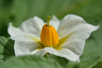 Close-up of yellow flowering plant