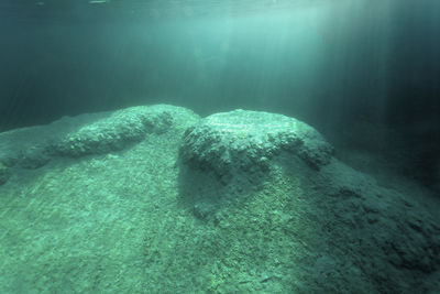 Fish swimming in sea