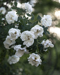 Close-up of white flowering plant