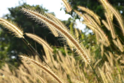 Close-up of grass