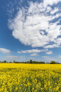 Scenic view of oilseed rape field against sky