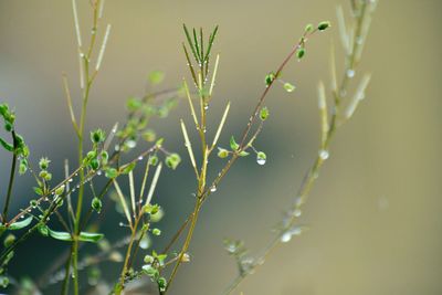 Close-up of leaves