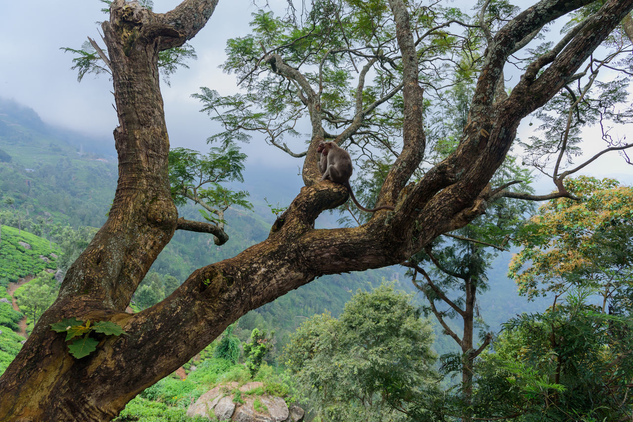 LOW ANGLE VIEW OF TREE SITTING ON PLANT