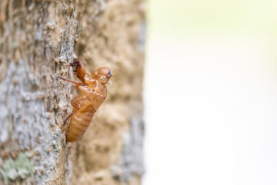 Close-up of insect on rock