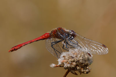 Close-up of insect on flower